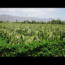 Wir haben wieder die Region mit den Drachefruchtplantagen erreicht